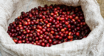 为星巴克打工30年，云南咖啡豆有了新想法